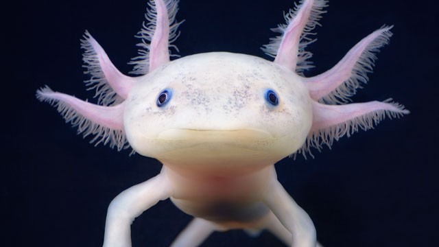 [Axolotl+-+1%5B4%5D]