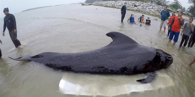 Volunteers and marine veterinarians from Department of Marine and Coastal Resources attempted to rescue a sick male pilot whale in the coastal area of southern Thailand near the Malaysian border, 28 May 2018. Photo: ThaiWhales / AFP / Getty Images