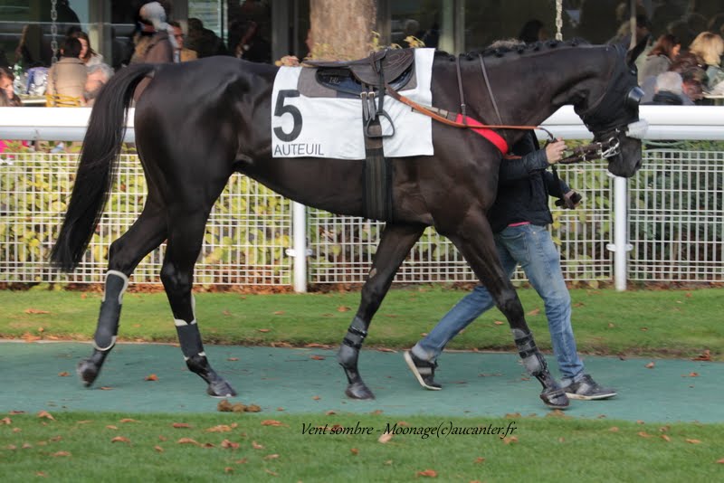 Photos Auteuil 11-10-2015 IMG_5502