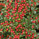 Cotoneaster horizontalis