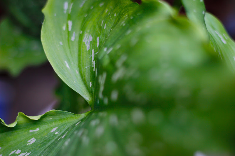 foglia verde di amoled