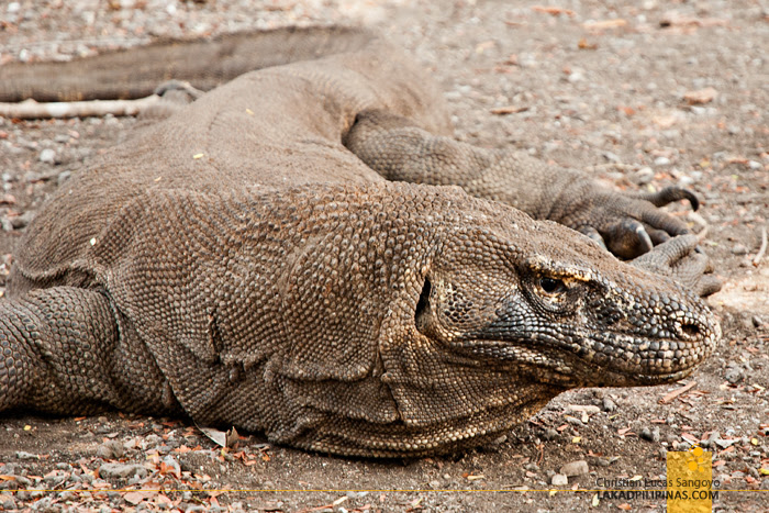 Komodo Dragon Komodo Island