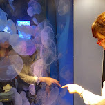 fumie looking at jelly fish in Shinagawa, Japan 