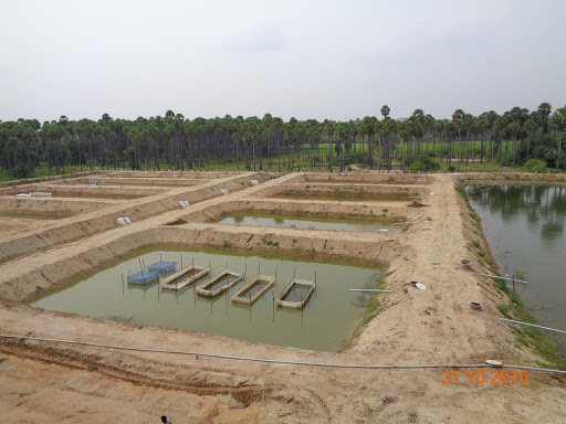 Tilapia Research Centre, 4/884A, Arasampatti Main Road, Barur, Taluk, district,, Pochampalli, Krishnagiri, Tamil Nadu, India, Farm, state TN