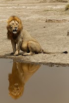 Lion reflection