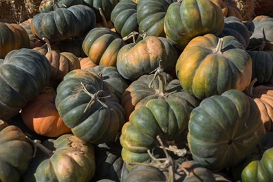 Canon City Pumpkin Patch-7