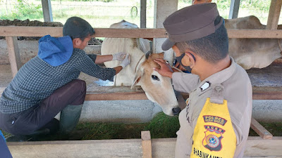 Polres Aceh Barat Bersama Stakeholder Lakukan Percepatan Vaksinasi PMK Pada Hewan Ternak