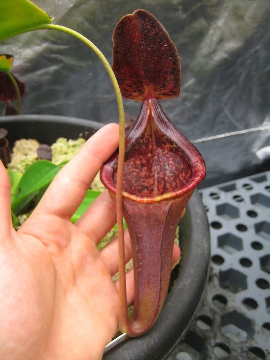 Nepenthes 2012 IMG_1488