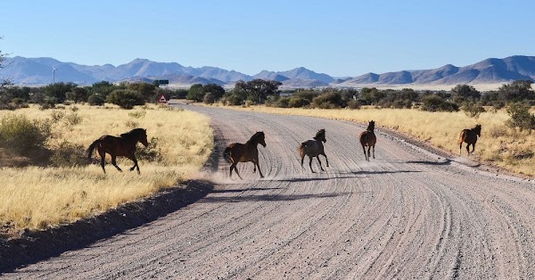 The Wild Horses Of Namib Desert Amusing Planet