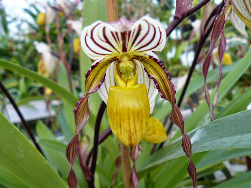 Paphiopedilum philippinense P1050059