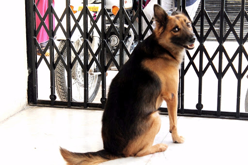 NFS Knnels, Nizampet Rd, Jai Bharat Nagar, Hyder Nagar, Brindavan Colony, Kukatpally, Hyderabad, Telangana 500028, India, Dog_Boarding_Kennel, state TS