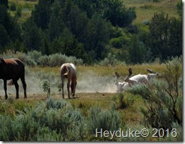 Teddy Roosevelt NP 107