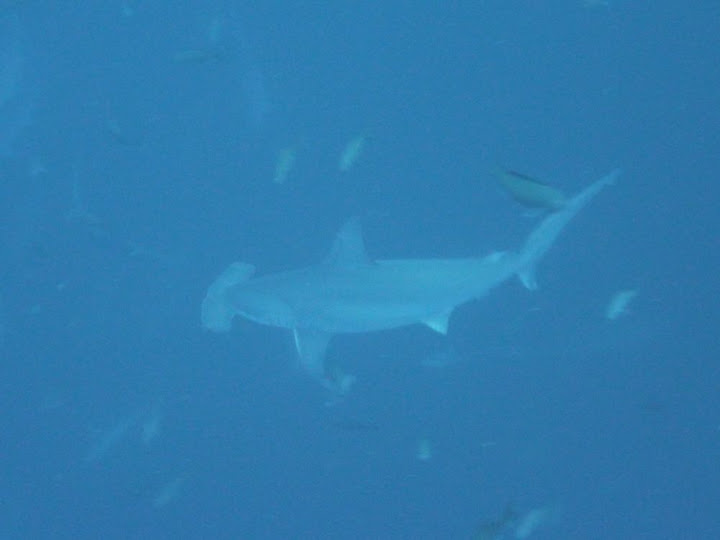 Diving with hammerhead shark (by Nathalie Dubourvieux Rommel)