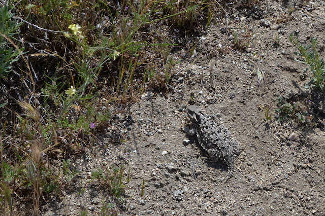 horny toad