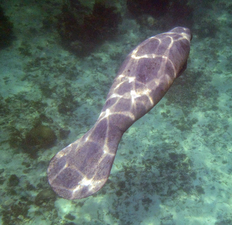 MANATÍES o las Vacas Marinas de Belice - BELIZE: selva, ruinas mayas y cayos (2)