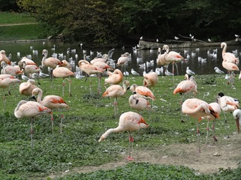 2018.09.16-004 flamants du Chili