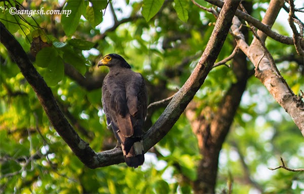 Eagle spotted in the National Park