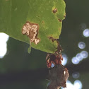 Spined Micrathena, female