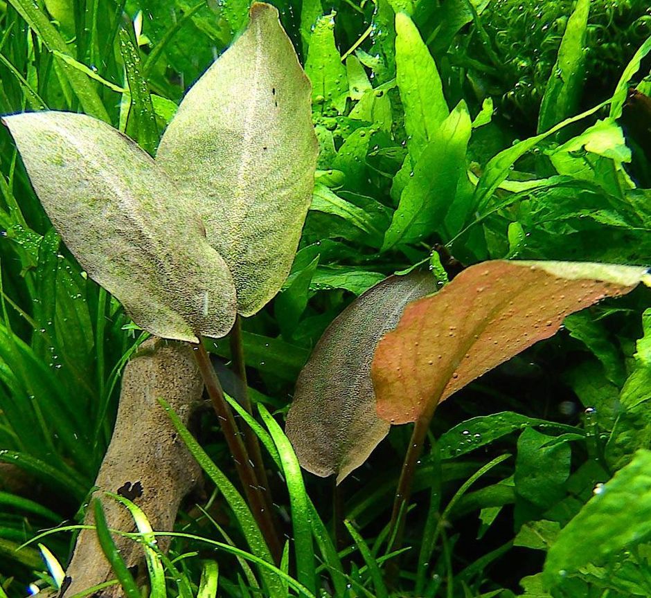 Лагенандра Меебольда (Lagenandra meeboldii)