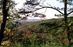 Autumn in Green Ridge State Forest in Western Maryland.