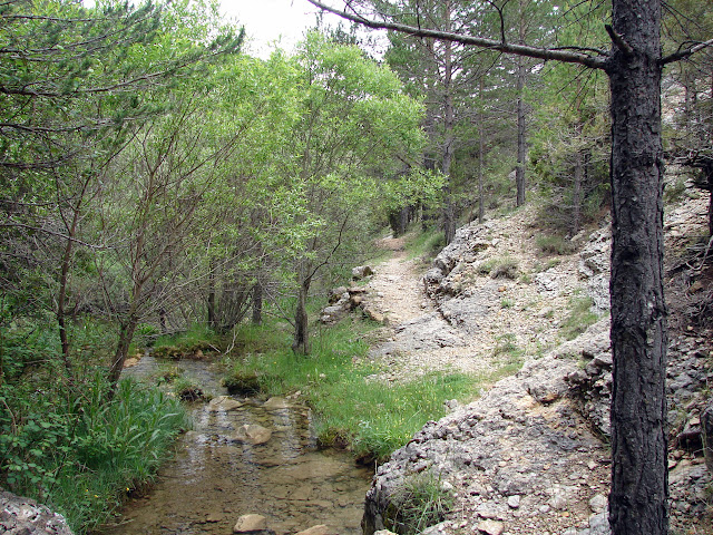 Senderismo - Linares de Mora - Pistas de esquí - Monegro - Molinete - Pino Escobón