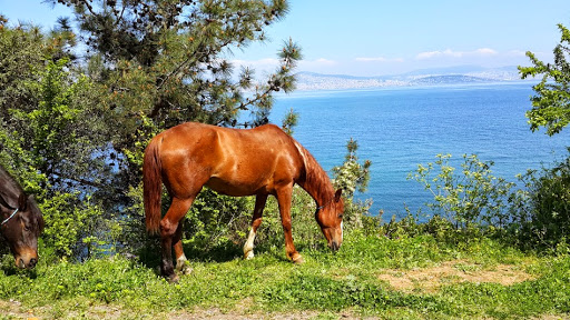 Adalar Islands