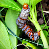 Eight spotted forester caterpillar