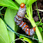 Eight spotted forester caterpillar