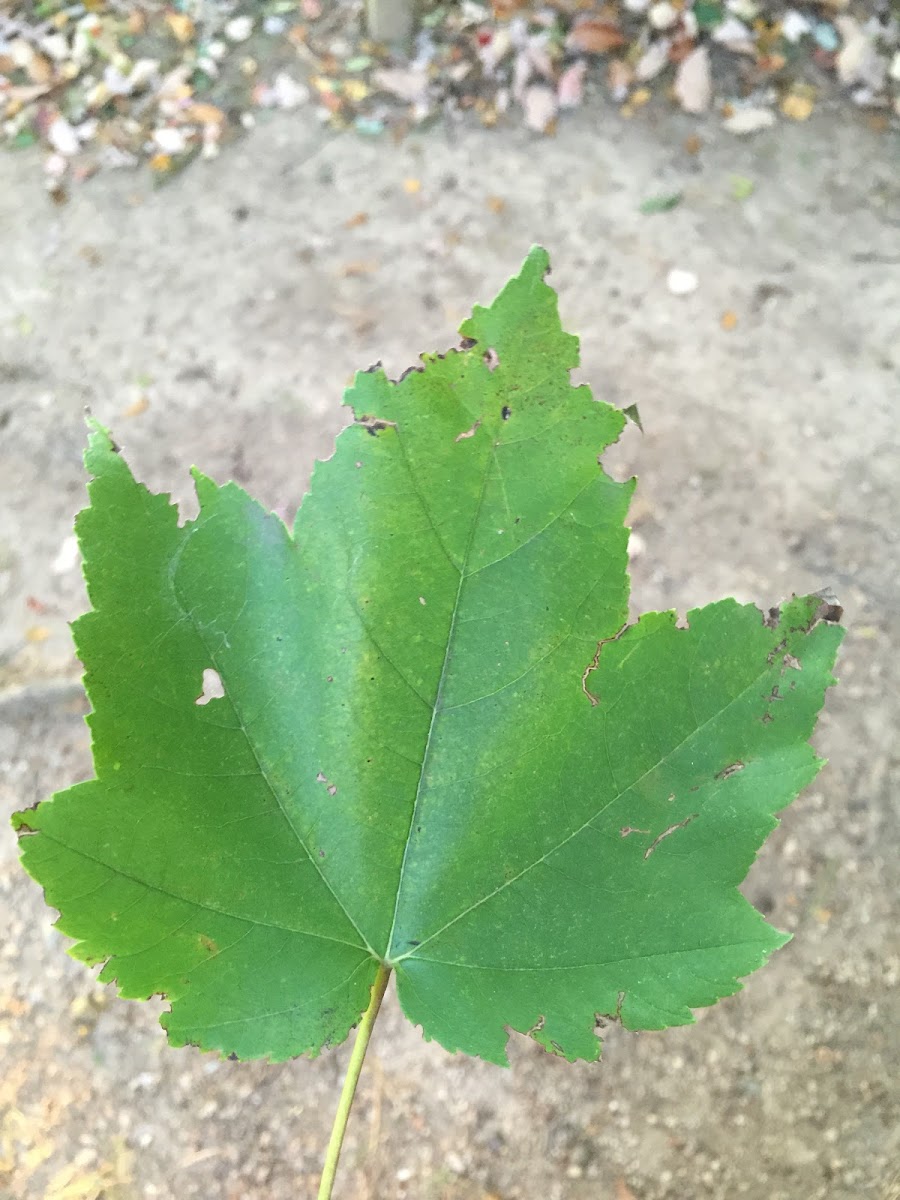 Sugar Maple