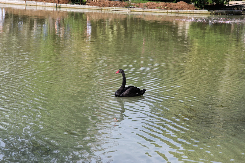 Путешествие в Абхазию, август 2014 г.