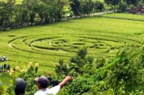 Crop Circle In Indonesia