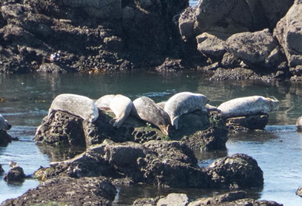 Harbor Seals