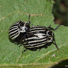 Black Bellied Potato Beetle