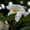 White Trumpet Tree