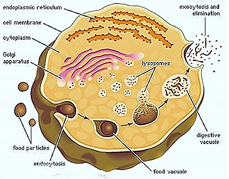 lysosome-image