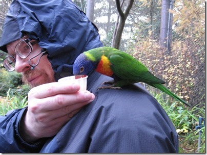 IMG_0506 Lorikeet at the Oregon Zoo in Portland, Oregon on November 10, 2009