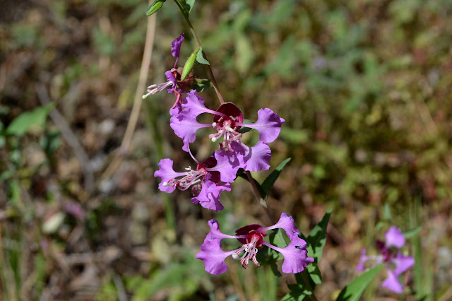 purple petals that are very narrow at the base and open widely