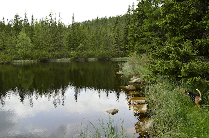 Татры, июнь 2015. с собакой