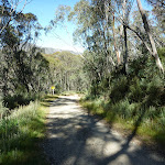 Walking along the Merritts Traverse through the tall forest (272993)