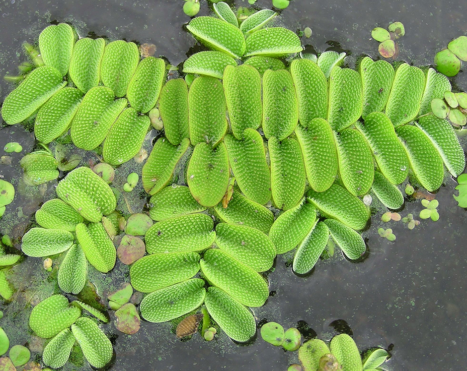 Сальвиния врожденная (Salvinia adnata)