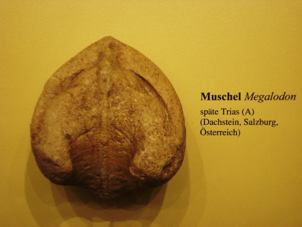 파일:external/upload.wikimedia.org/Megalodon_shell.jpg