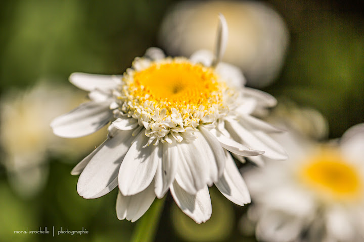 Leucanthemum  x superbum "Sunny Side Up " - Page 2 Leucanthemum-sunny-side-up-130717-7rm