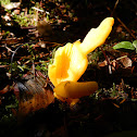 Irregular Earth Tongue Mushroom