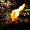 Irregular Earth Tongue Mushroom