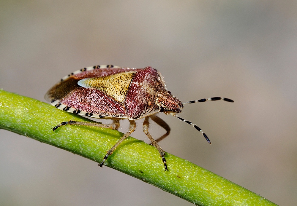 Chinche (Sloe bug)