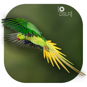 Download DSLR Camera : Blur Photo Effetcs For PC Windows and Mac