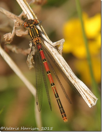 12-large-red-damselfly