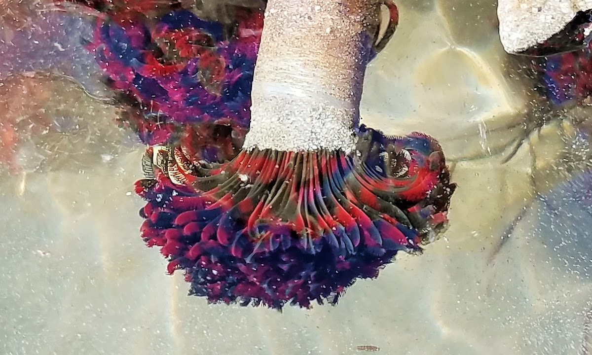 Northern feather duster worm