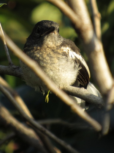 Oriental Magpie Robin - Female