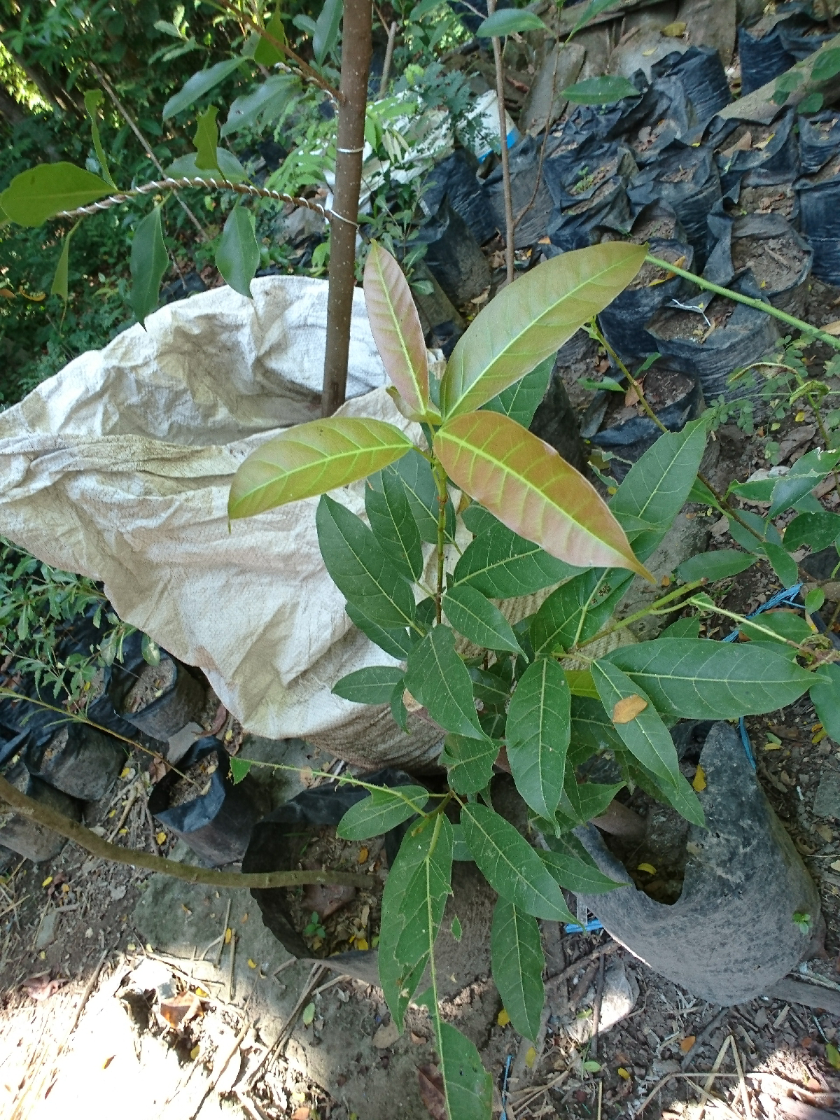 Pohon Bunut Pohon Angker Saudara Beringin